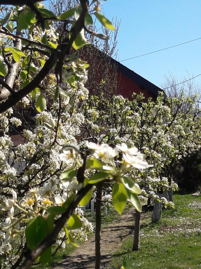 Kuca Za Odmor Mirni Kutak Vukovar Exteriör bild